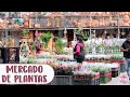 DE MADRUGADA EN UN MERCADO DE PLANTAS: Encontré de todo en FLORMACOOP │Candy Bu