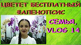 Орхидеи,узамба́рские фиалки,Самара🌺