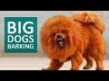 BIG DOGS BARKING Sound Effect HD