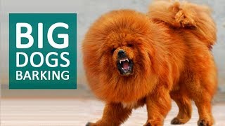 BIG DOGS BARKING Sound Effect HD by Dayhan RV 2,180,085 views 6 years ago 1 minute, 21 seconds
