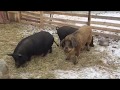 Вислобрюхие свиньи на морозе.