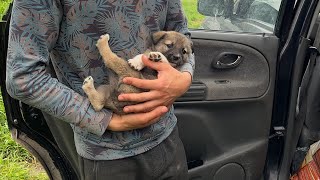 We found puppies dumped by the roadside without their mother.