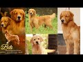 20000 മുതൽ Golden Retriever Dogs|Top Quality Golden Retriever|AVINDSLANDS Kennel|Dog sale Kerala