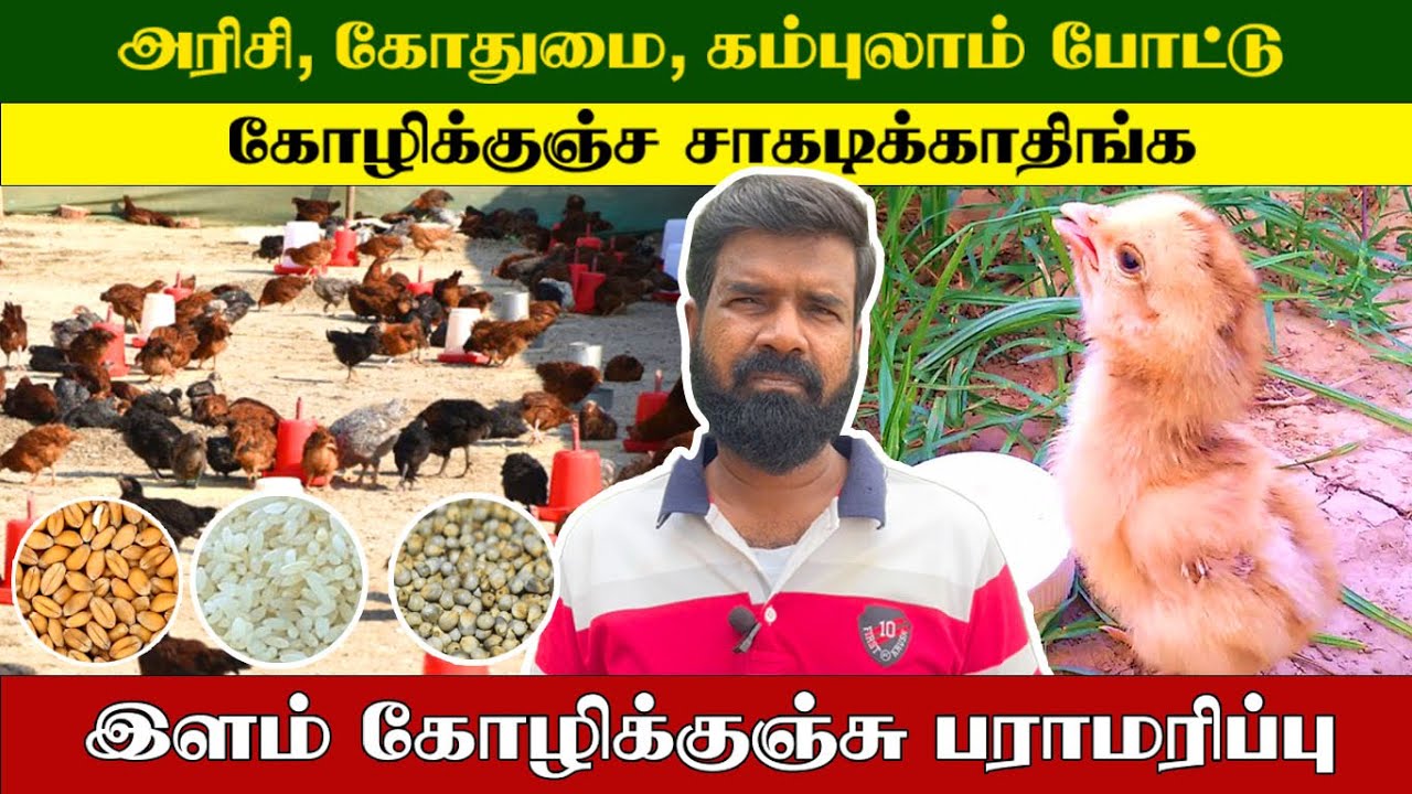 அரிசி, கோதுமை, கம்புலாம் போட்டு இளம் கோழிக்குஞ்ச சாகடிக்காதிங்க | TAMIL | GUNA NATTUKOZHI PANNAI