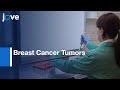 Breast Cancer Tumors related Cancer Stem Cells Spheres | Protocol Preview