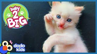 PocketSized Kitten Grows Up To Be A Ninja Cat | Baby 2 Big | Dodo Kids