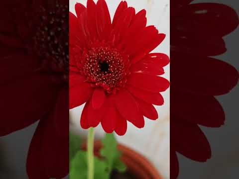 Daisy Flowers Shorts Gardening Daisy Ytshorts