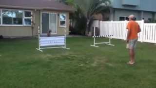 Roxy Directed Jump Exercise Training - Utility Obedience