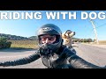 Our first motorcycle ride with large dog  golden retriever on harley davidson