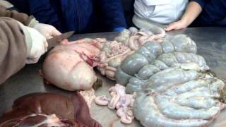 Producción Animal Cerdos en IPEA 225_Atahualpa Yupanqui_El Arañado_Córdoba_Argentina