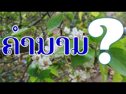 ຄຳ​ນາມ#​ປະເພດຄຳ​ເວົ້າ​ໃນ​ພາ​ສາ​ລາວ#​Noun