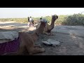 Camel of thar  tow camels sit together  thar wild life