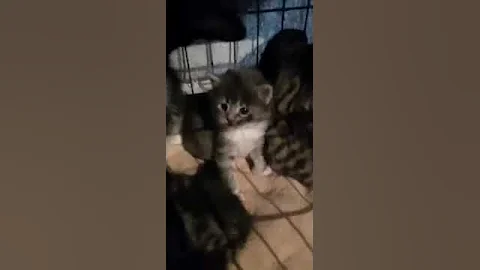 My cats at so cute