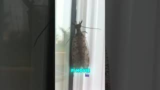 Dobsonfly: The Dragonfly’s Scary Cousin