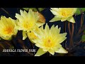 Water Lilies are in full bloom under the heat of the summer lingers. #4K #睡蓮 #花手水