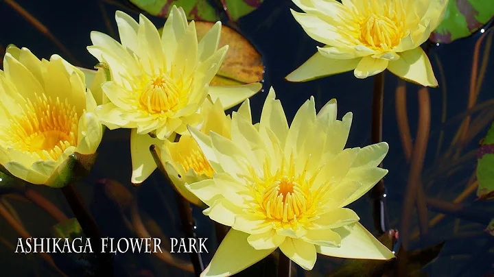 Water Lilies are in full bloom under the heat of the summer lingers. #4K #睡蓮 #花手水 - DayDayNews