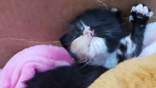 A Kitten Abandoned In Dumpster In A Bag