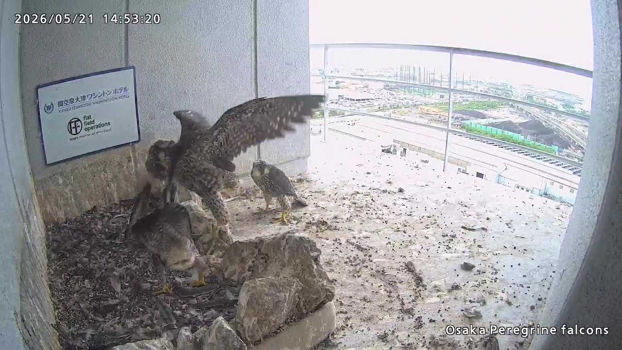 2026-05-21 (14:53) Rainy Day 2nd Feeding/ 雨の日の2回目の給餌