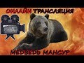 🔴LIVE🔴Медведь Мансур - 3 камеры в эфире 🎥 3-cam Live Mansur bear