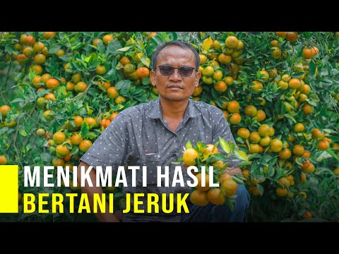 Cerita Sukses Petani Jeruk Panen Jeruk Manis 40 ton Perbulan