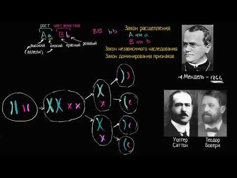 Хромосомная теория наследственности (видео 7) | Классическая генетика | Биология