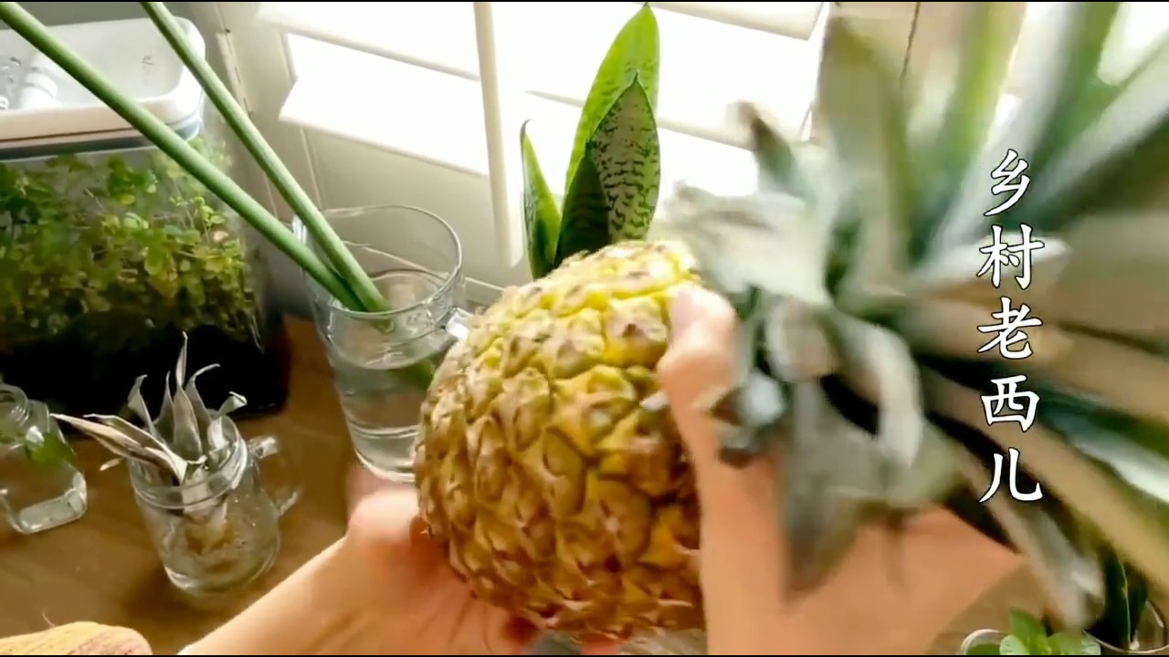盆栽菠萝 种植3年不结果 掌握好其中的诀窍 果实长满盆 Youtube 盆栽菠萝 种植3年不结果 掌握好其中的诀窍 果实长满盆 Youtube