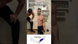 Biceps Long Head And Short  Head Exercises