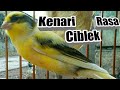Mantap Kenari Isian Ciblek Mp3 - Mp4 Download