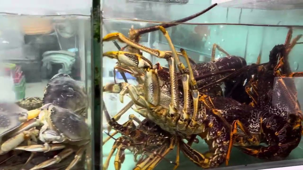 Exploring Seafood District — Lei Yue Mun Fishing Village ,Hong Kong 