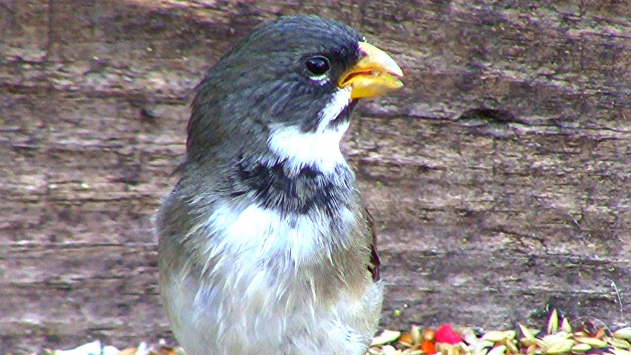 Papa-capim-de-coleira - eBird