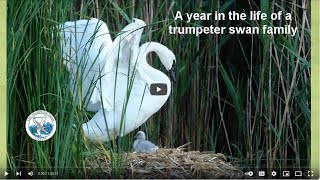A year in the life of a trumpeter swan family
