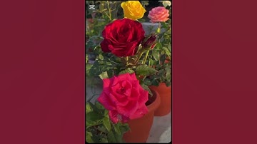 (#قرآن  من قوله عز وجل🤍سورة غافر  ) القارئ سعيد الخطيب