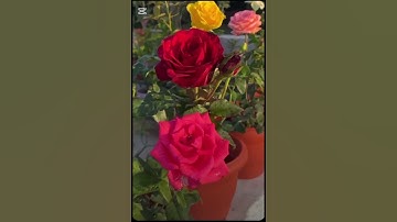 (#قرآن  من قوله عز وجل🤍سورة غافر  ) القارئ سعيد الخطيب