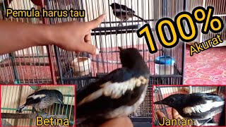 Pemula harus tau//tips&trik cara membedakan burung kacer jantan dan betina@dulpetualang