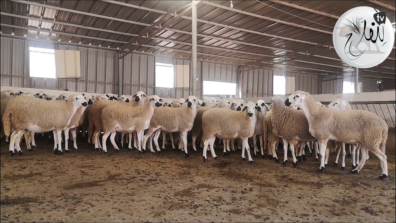 أجي تشوف كيفاش تبني الكوري ديال الغنم