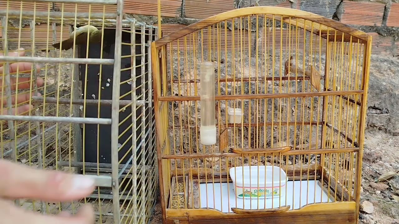 A restauração da gaiola # 1 parte 
