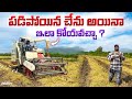 పడిపోయిన చేను అయినా Harvester తో ధాన్యం పోకుండా కోసెయ్యొచ్చు