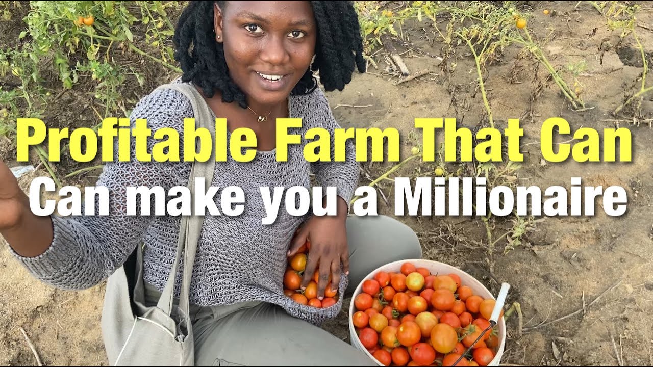 Building In Ghana 🇬🇭 | How To Start a Profitable Farming In Ghana ...