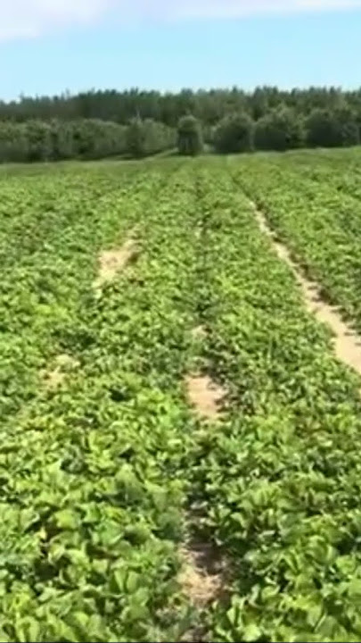 Watch a beautiful apple and vegetable orchard