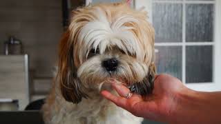 Shih Tzu Grooming