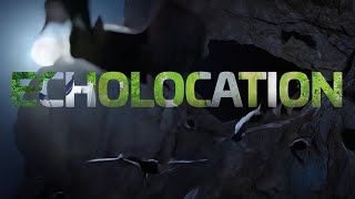Thales Biomimicry - Echolocation