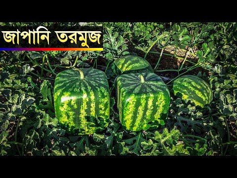 ভিডিও: জাপান সম্পর্কে 9 টি অবাক করা তথ্য