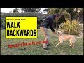 Teach Your Dog to Walk Backwards - Robert Cabral Dog Training