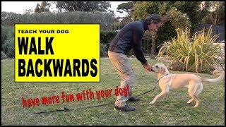 Teach Your Dog to Walk Backwards  Robert Cabral Dog Training