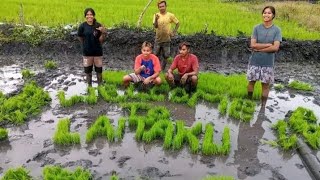 KEGIATAN COKLIT DI TPS 02 LAITAKU KEC.PABERIWAI