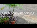 On a rainy morning / 雨の降る朝に