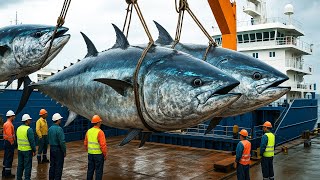 INSANE Longline Tuna Fishing – How Americans Catch Massive Tuna by the Millions