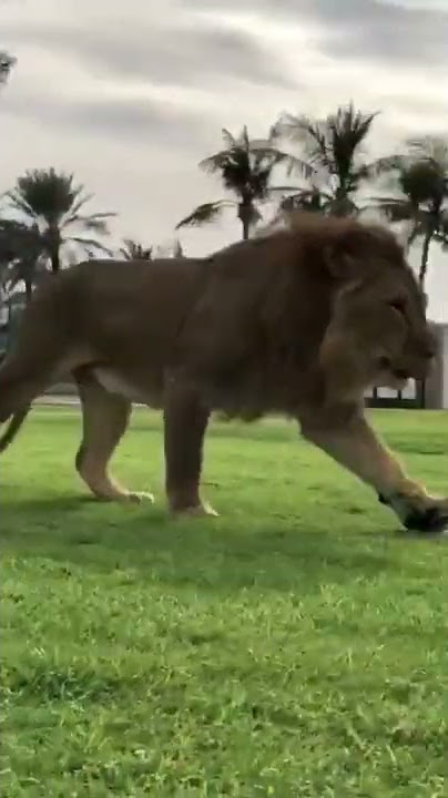 Dubai Crown Prince Sheikh Hamdan's Pet Lion|Video