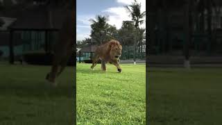Dubai Crown Prince Sheikh Hamdan's Pet Lion|Video