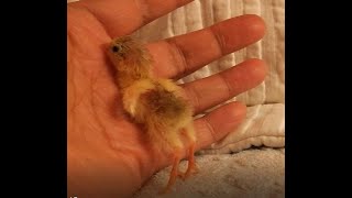 Hatching button quails